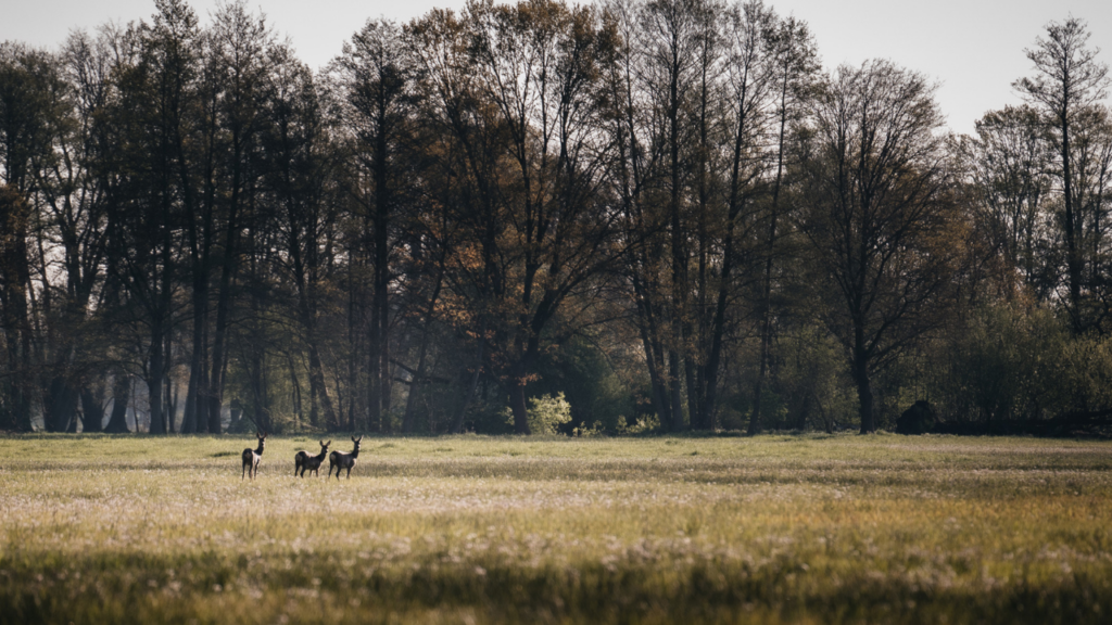 Jahresabschluss Retreat Spreewald im Waldhotel Eiche mit Yoga in ruhiger Natur